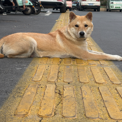 田园犬爱好者 群聊头像