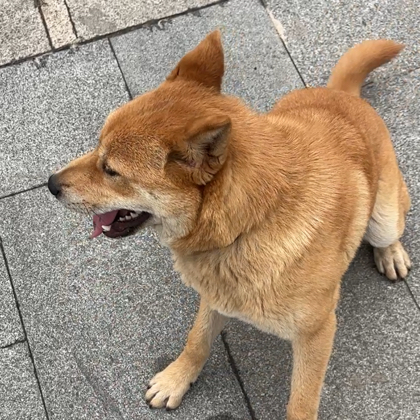 中华田园犬守护交流群 群聊头像