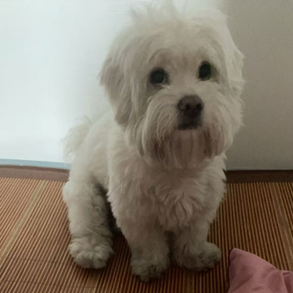 养鱼宠物交流 群聊头像