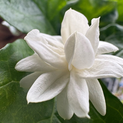 养茉莉花的小伙伴2️⃣ 群聊头像
