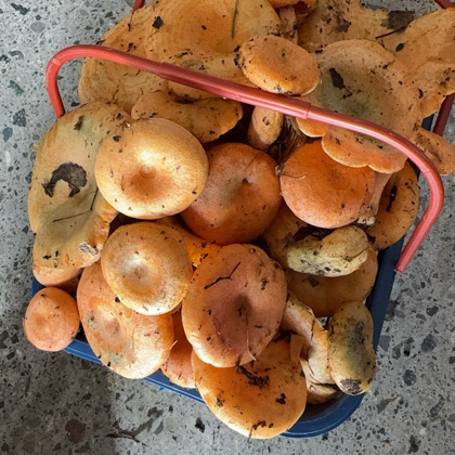 蘑菇群 群聊头像
