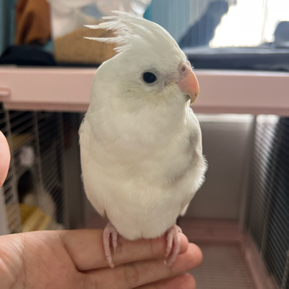 鹦鹉屋🏘️ 群聊头像