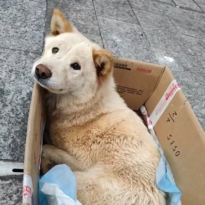 犬瘟瘫痪狗狗（萌芽） 群聊头像