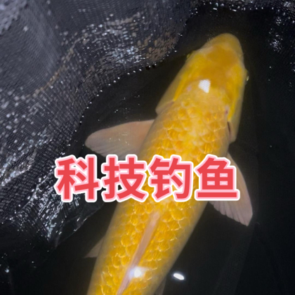 科技钓鱼4 群聊头像