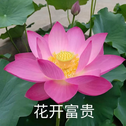 香香的妹宝群 群聊头像
