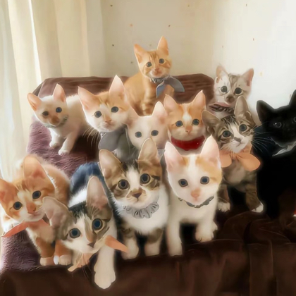 猫猫聚集地 群聊头像