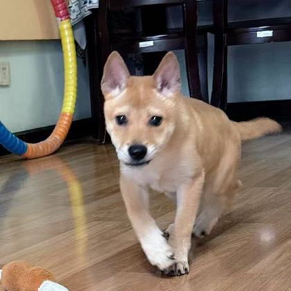 田园犬金条 群聊头像