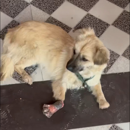 狗狗救助二群 群聊头像