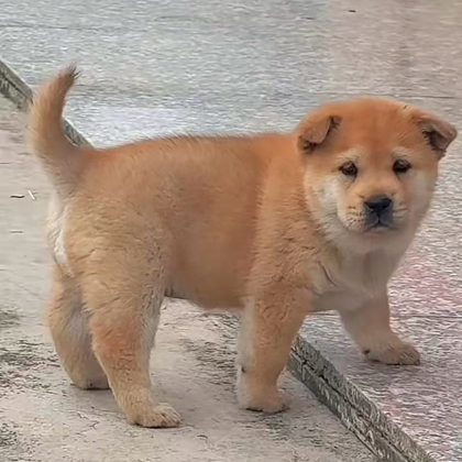 田园犬到我家 群聊头像