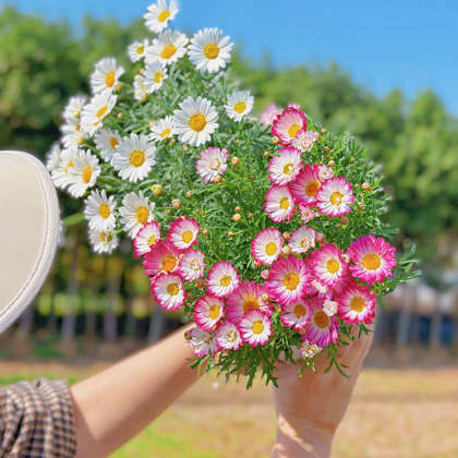 花友互动交流群 群聊头像