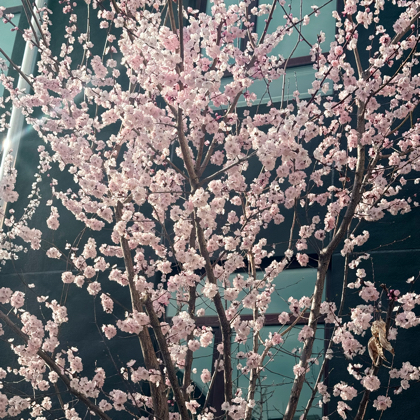 星夜的妈咪群 群聊头像