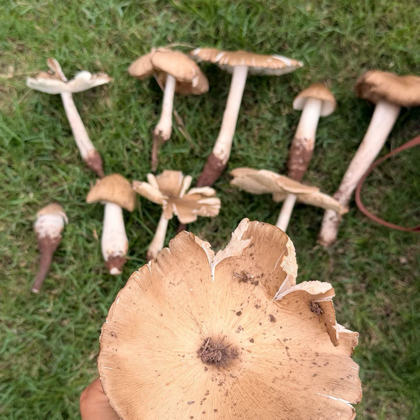 王二小野战部队 群聊头像