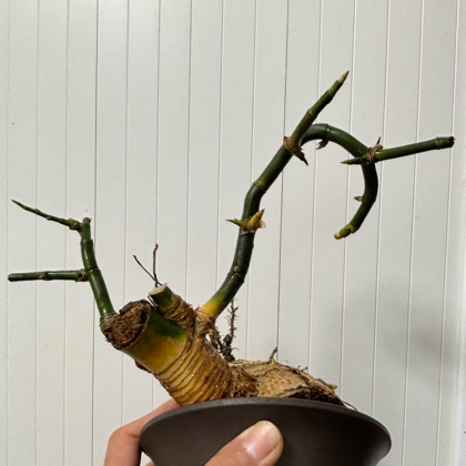 勒竹、玉竹、海岛春花、海岛栀子花分享！ 群聊头像