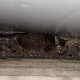狸花猫救助 群聊头像