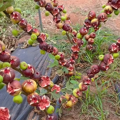 无花果枝条分享群 群聊头像