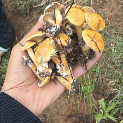 上山捡菌子 群聊头像