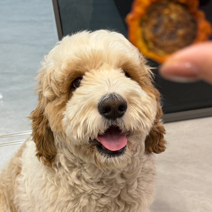 暖暖的好朋狗🐶 群聊头像
