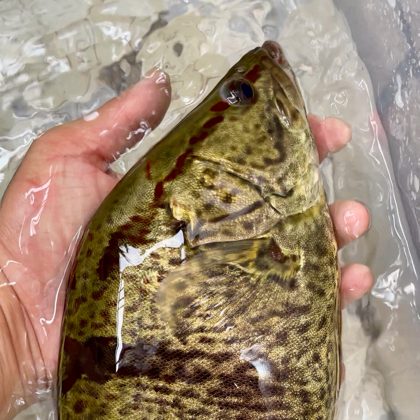 家庭养鱼2 群聊头像