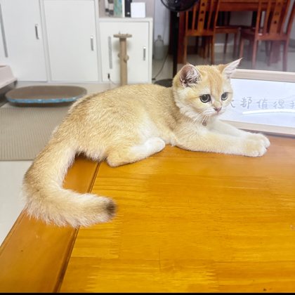拾贰、拾陆的养猫日常 群聊头像