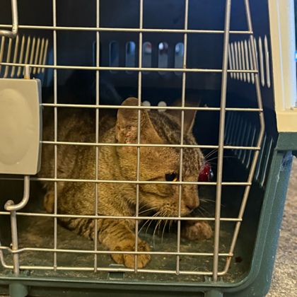 流浪猫救助众筹 群聊头像