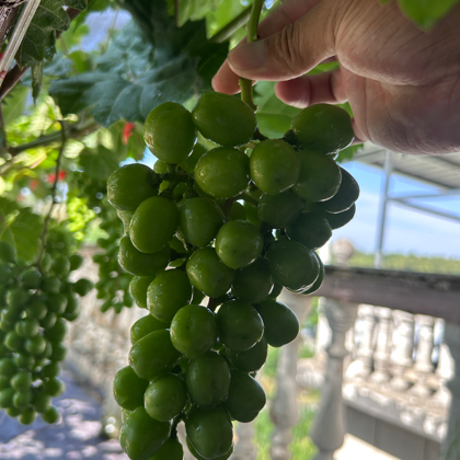 Peter.种植记（葡萄群） 群聊头像