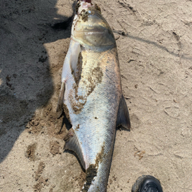 鱼情不明🎣（路亚） 群聊头像