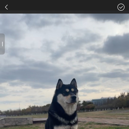 老班长田园犬 群聊头像