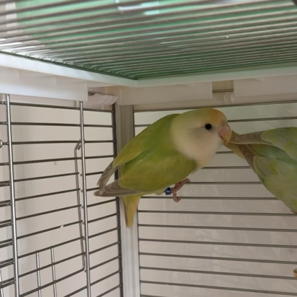 🦜鹦鹉交流互动群 群聊头像