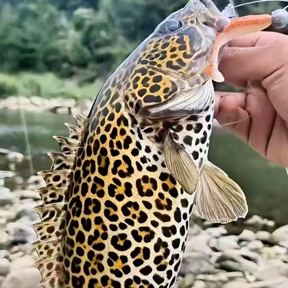 探钓群 群聊头像