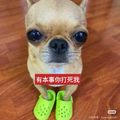 雏鹰般的可怜小匹谷 群聊头像