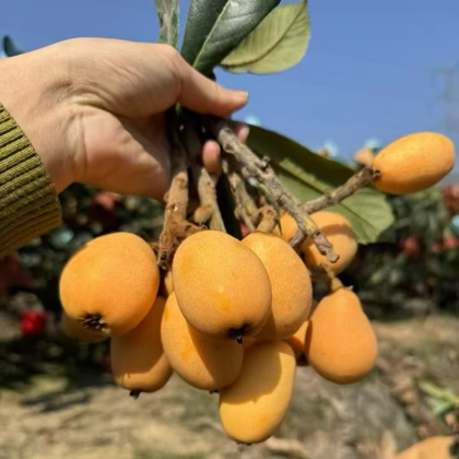 土豆家的果园 群聊头像
