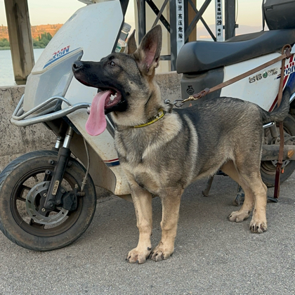 小冉昆明犬交流群 群聊头像