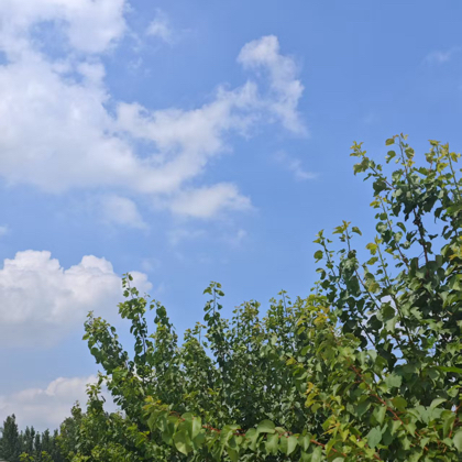 90年7月14日的马 群聊头像