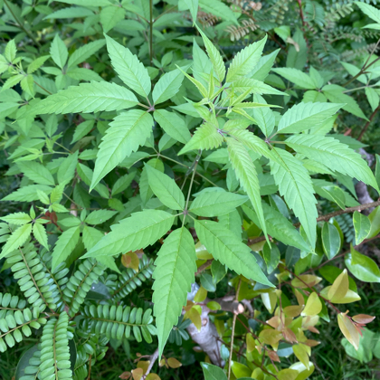 湿疹，荨麻疹，身痒群 群聊头像