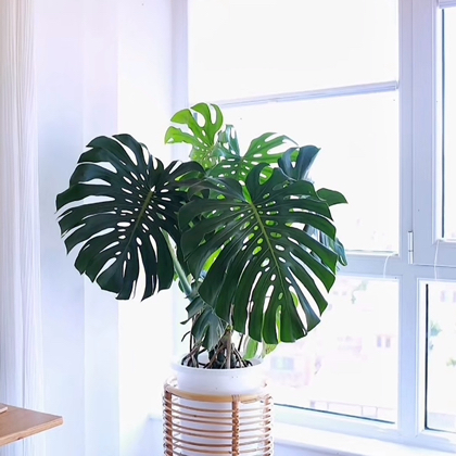 花卉绿植交流群 群聊头像