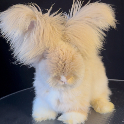 灵璧宠物兔&突突兔🐰 群聊头像