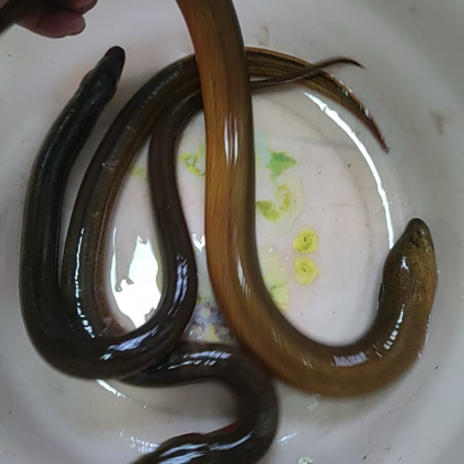 户外钓鳝 群聊头像