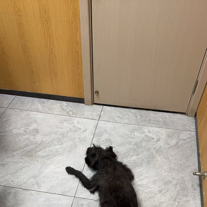 小黑狗救助群。 群聊头像