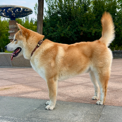 田园犬爱好者 群聊头像