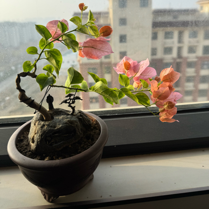 以花会友，真诚分享，一起玩儿泥巴 群聊头像