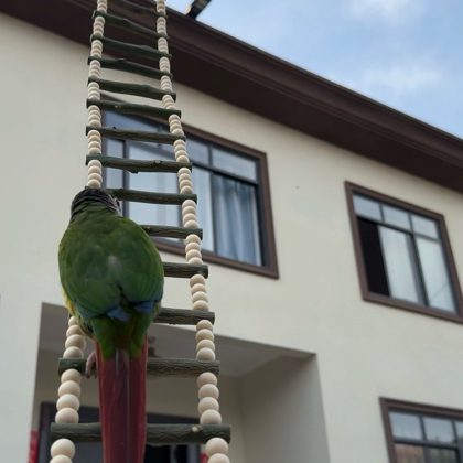 鹦鹉🦜爬梯 群聊头像