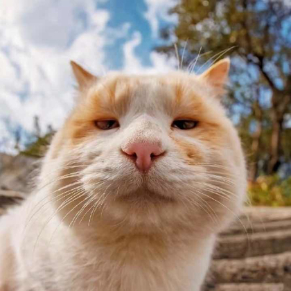猫猫虫活动中心 群聊头像
