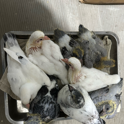 手养鸽子交流群 群聊头像