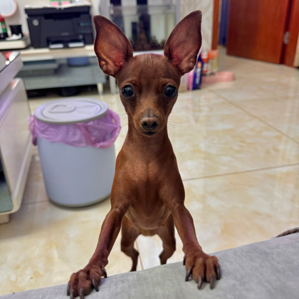 狗狗交流群2️⃣ 群聊头像