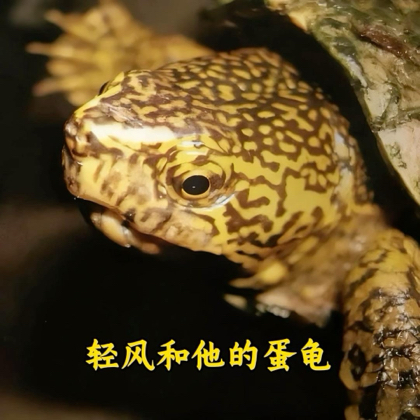 【蛋龟部落】交流群 群聊头像