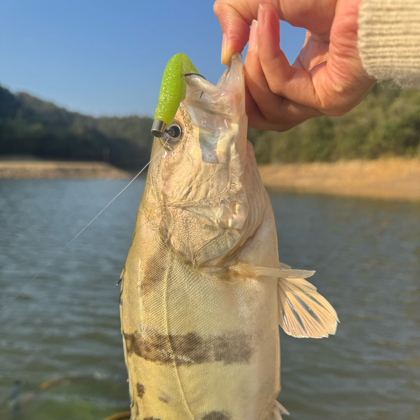 晶晶🐟铺2 群聊头像