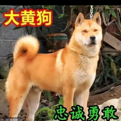 阿磊中华田园犬交流群 群聊头像