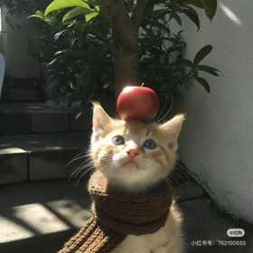 小狼小窝6️⃣ 群聊头像
