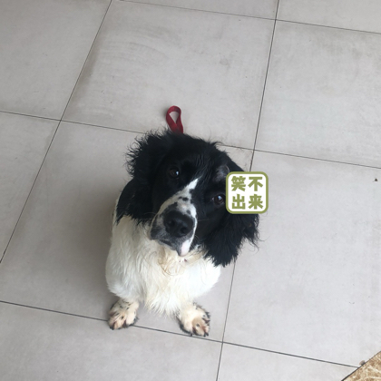 广东丢失宠物互寻领养群「东莞」 群聊头像