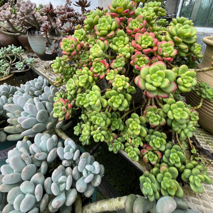 小丽姐花园 群聊头像